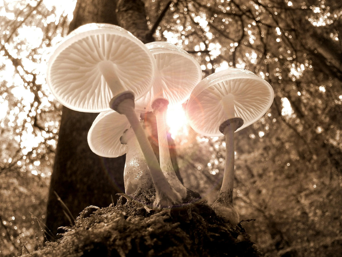 Mushroom Gummies