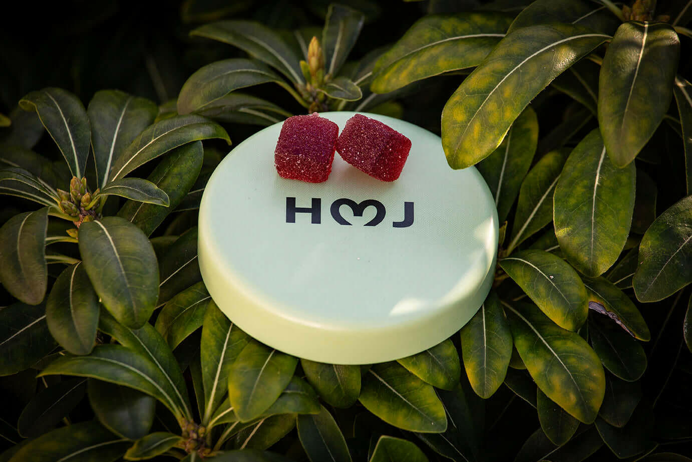 Expertly crafted microdose gummies infused with rare cannabinoids like THCV, CBN and CBG