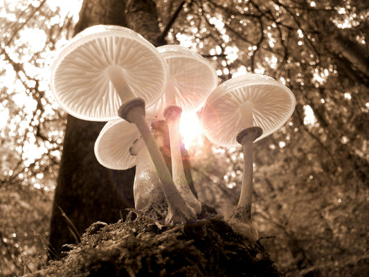 Sunlight shines through a cluster of delicate mushrooms growing from the forest floor.