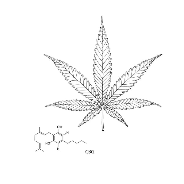 Close-up line drawing of a cannabis leaf with part of a molecular structure visible beneath it.
