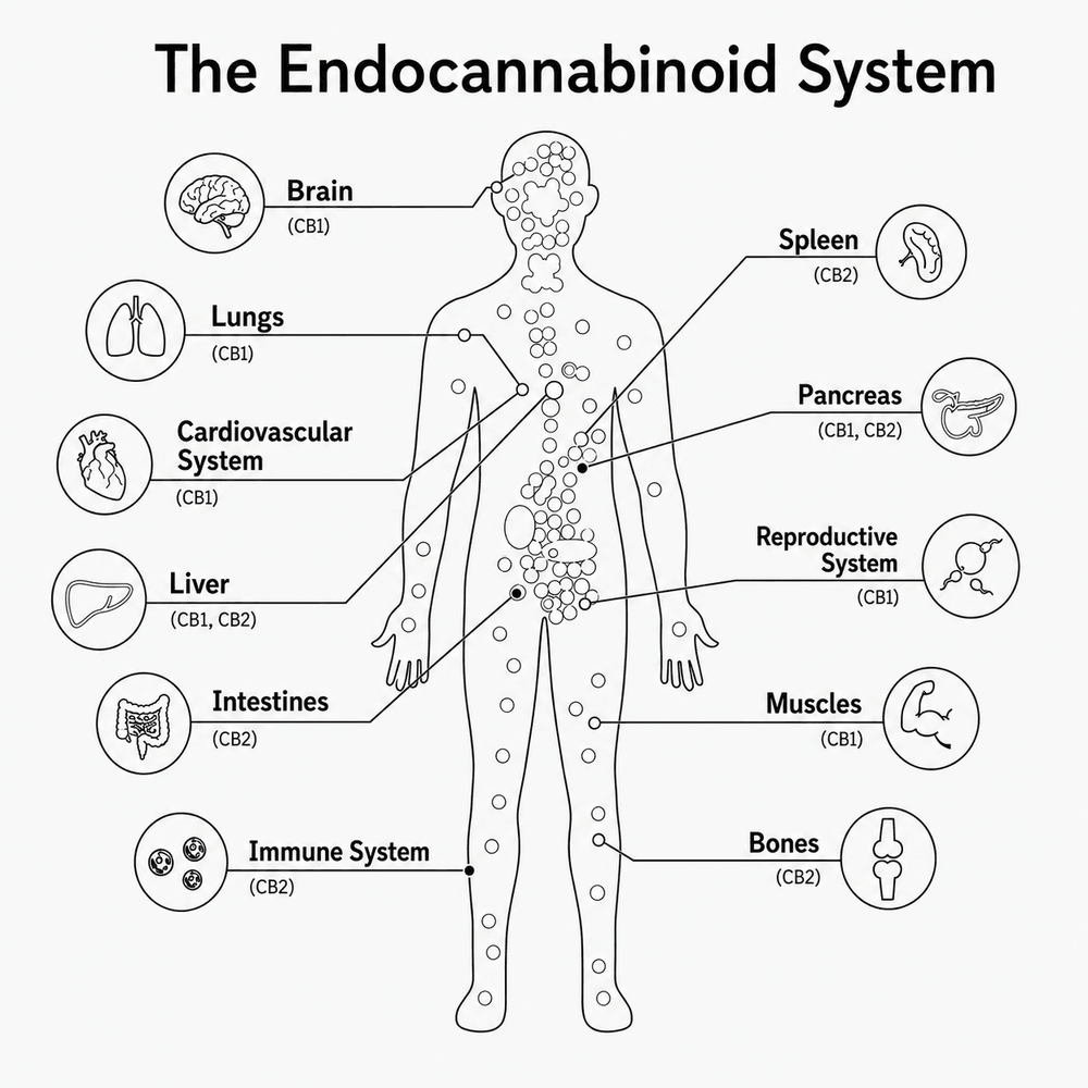Diagram of the endocannabinoid system showing CB1 and CB2 receptor sites across the body: brain, lungs, cardiovascular system, liver, intestines, immune system, spleen, pancreas, reproductive system, muscles, and bones